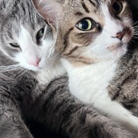 Cats