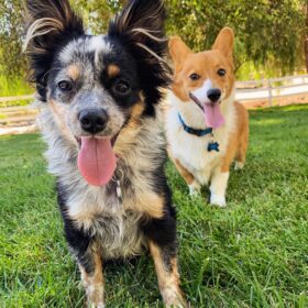 dogs